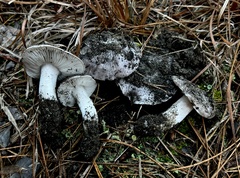 Tricholoma niveipes
