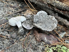Tricholoma niveipes