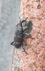 Cactophagus spinolae