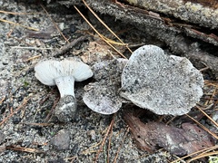 Tricholoma niveipes