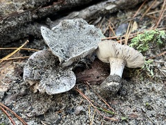 Tricholoma niveipes