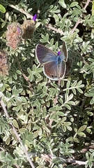 Echinargus isola
