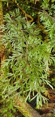 Hymenophyllum multifidum