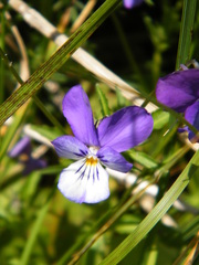 Viola tricolor