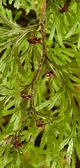 Hymenophyllum multifidum