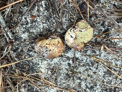 Rhizopogon