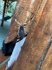 Centruroides bicolor