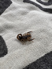 Centruroides bicolor