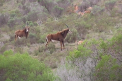 Hippotragus niger niger