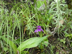 Roscoea