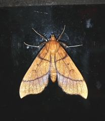 Anarmodia