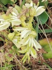 Bonatea speciosa