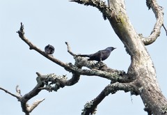 Stuhlmann's Starling photo 2