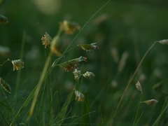 Bouteloua dactyloides