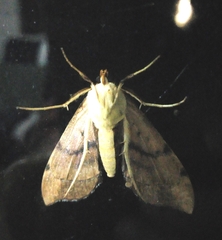 Anarmodia