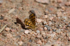 Epelis truncataria