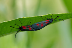 Zygaena