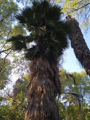 Washingtonia robusta
