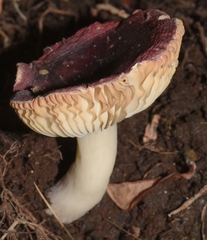 Russula alnetorum