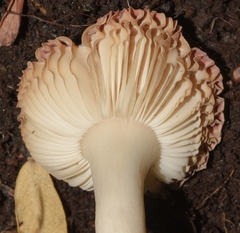 Russula alnetorum