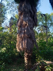 Washingtonia robusta