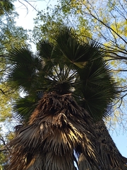 Washingtonia robusta