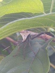 Acanthocephala alata