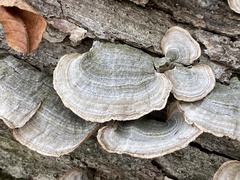 Stereum subtomentosum