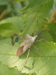 Acanthocephala alata