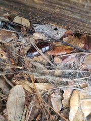 Eurycotis floridana