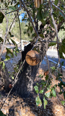 Andricus quercuscalifornicus