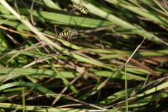 Dielis trifasciata