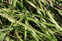 Dielis trifasciata