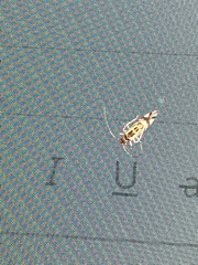 Graphopsocus cruciatus