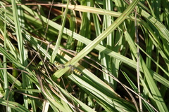 Dielis trifasciata