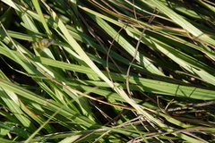 Dielis trifasciata