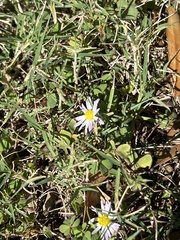 Symphyotrichum divaricatum