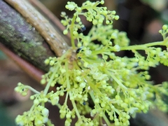 Cissampelos andromorpha