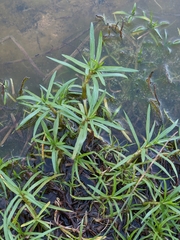 Mentha cervina