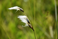 Eriophorum gracile