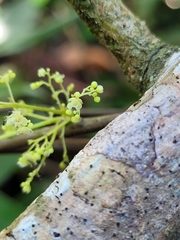 Cissampelos andromorpha