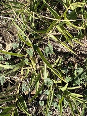 Asclepias asperula