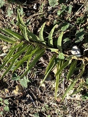 Asclepias asperula