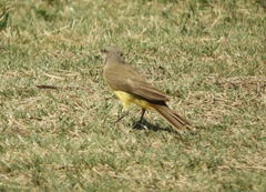 Machetornis rixosa
