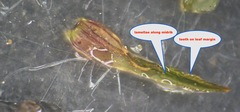 Dicranum montanum