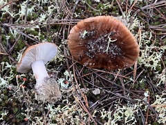 Tricholoma albobrunneum