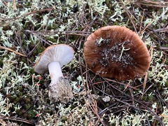 Tricholoma albobrunneum