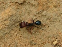 Messor capensis