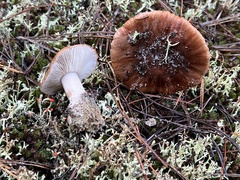 Tricholoma albobrunneum