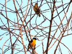 Euphonia affinis